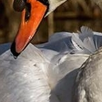 IMG_6029 Cygne tuberculé